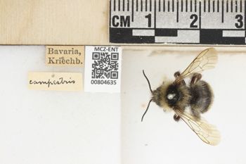Media type: image;   Entomology 804635 Aspect: labels